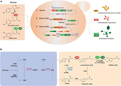 Developing Multi-Copy Chromosomal Integration Strategies for Heterologous Biosynthesis of Caffeic Acid in Saccharomyces cerevisiae